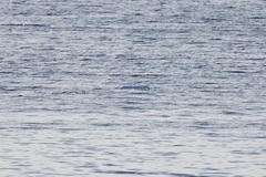 Delphinapterus leucas