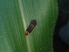Acmaeodera flavomarginata