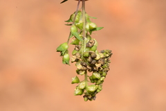 Synchlora