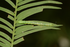 Cutina distincta