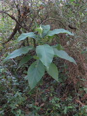 Solanum granulosoleprosum