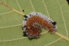 Acronicta hastulifera
