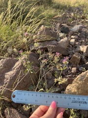 Acleisanthes chenopodioides