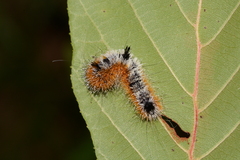 Acronicta hastulifera