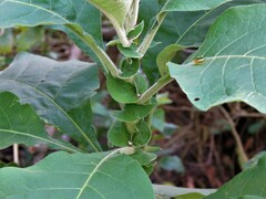 Solanum granulosoleprosum