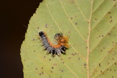 Acronicta hastulifera