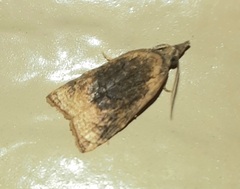 Platynota flavedana