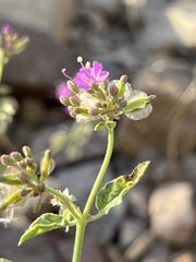 Acleisanthes chenopodioides