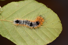 Acronicta hastulifera