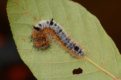 Acronicta hastulifera