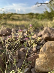 Acleisanthes chenopodioides