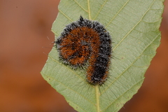 Acronicta hastulifera