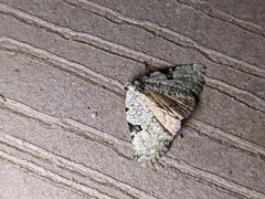 Leuconycta diphteroides