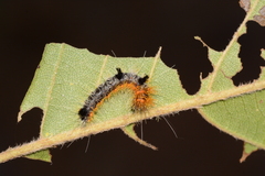 Acronicta hastulifera