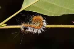 Acronicta hastulifera