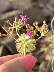 Acleisanthes chenopodioides