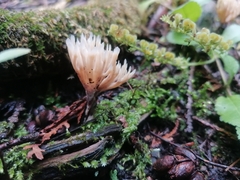 Tremellodendropsidaceae