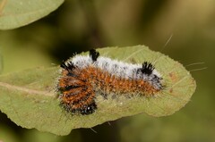 Acronicta hastulifera