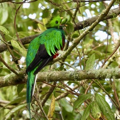 Pharomachrus mocinno