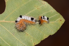 Acronicta hastulifera