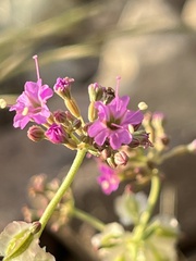 Acleisanthes chenopodioides