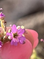 Acleisanthes chenopodioides