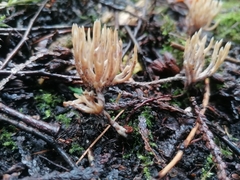 Tremellodendropsidaceae