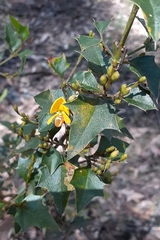 Podolobium ilicifolium