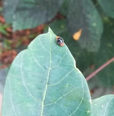 Cryptolaemus montrouzieri