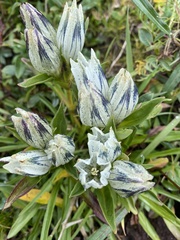 Gentiana algida