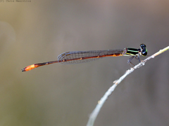 Argiocnemis rubescens