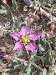 Fagonia chilensis