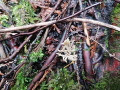 Tremellodendropsidaceae