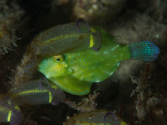 Brachaluteres jacksonianus