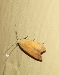 Anacampsis fullonella