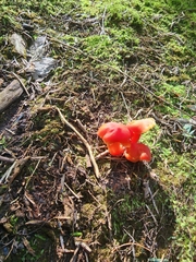 Hygrocybe