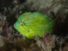 Brachaluteres jacksonianus