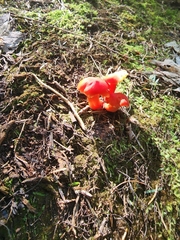 Hygrocybe