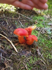 Hygrocybe