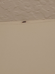 Lepismatidae