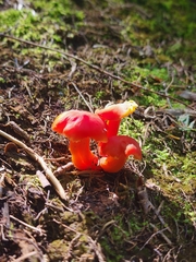 Hygrocybe