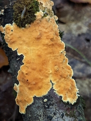 Steccherinum ochraceum