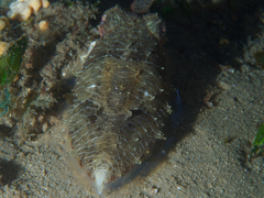 Sepia plangon
