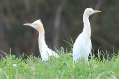 Bubulcus ibis coromandus