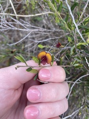 Bossiaea eriocarpa