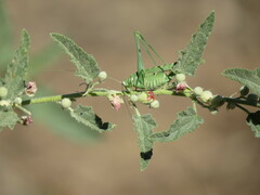 Insara elegans