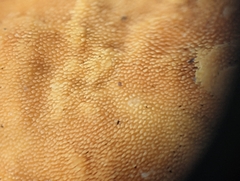 Steccherinum ochraceum