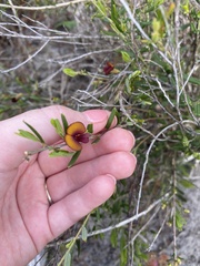 Bossiaea eriocarpa