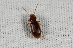 Stenolophini