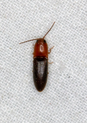 Anchastus bicolor